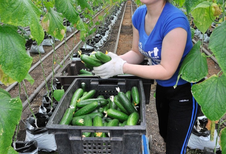 Тепличное хозяйство 25 сот в районе с развитой инфраструктурой