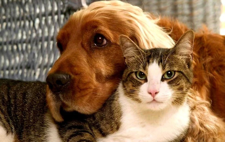 Эксклюзивный онлайн – сервис для питомцев (автономный)