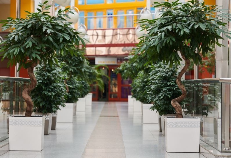 Интерьерное озеленение - Розничная и оптовая продажа товаров и услуг