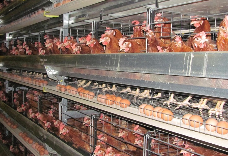 Продается птицекомплекс площадью 20 Га